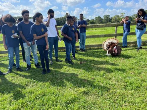 rescue farm field trip