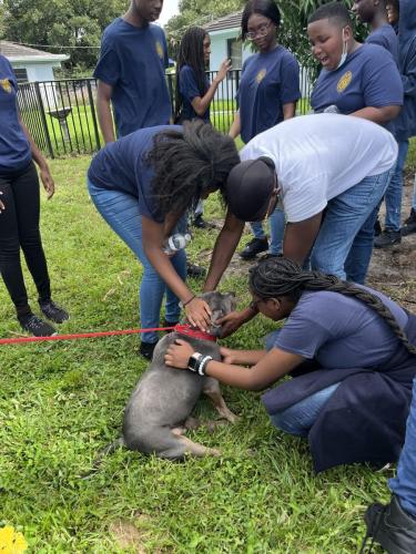 rescue farm field trip