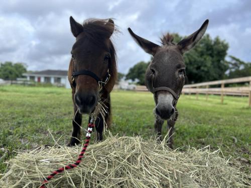 rescue farm field trip